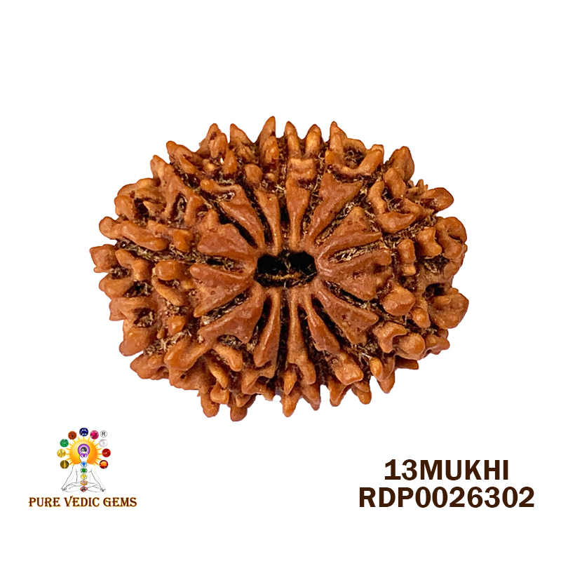 13 Mukhi Rudraksha (3.546gm)