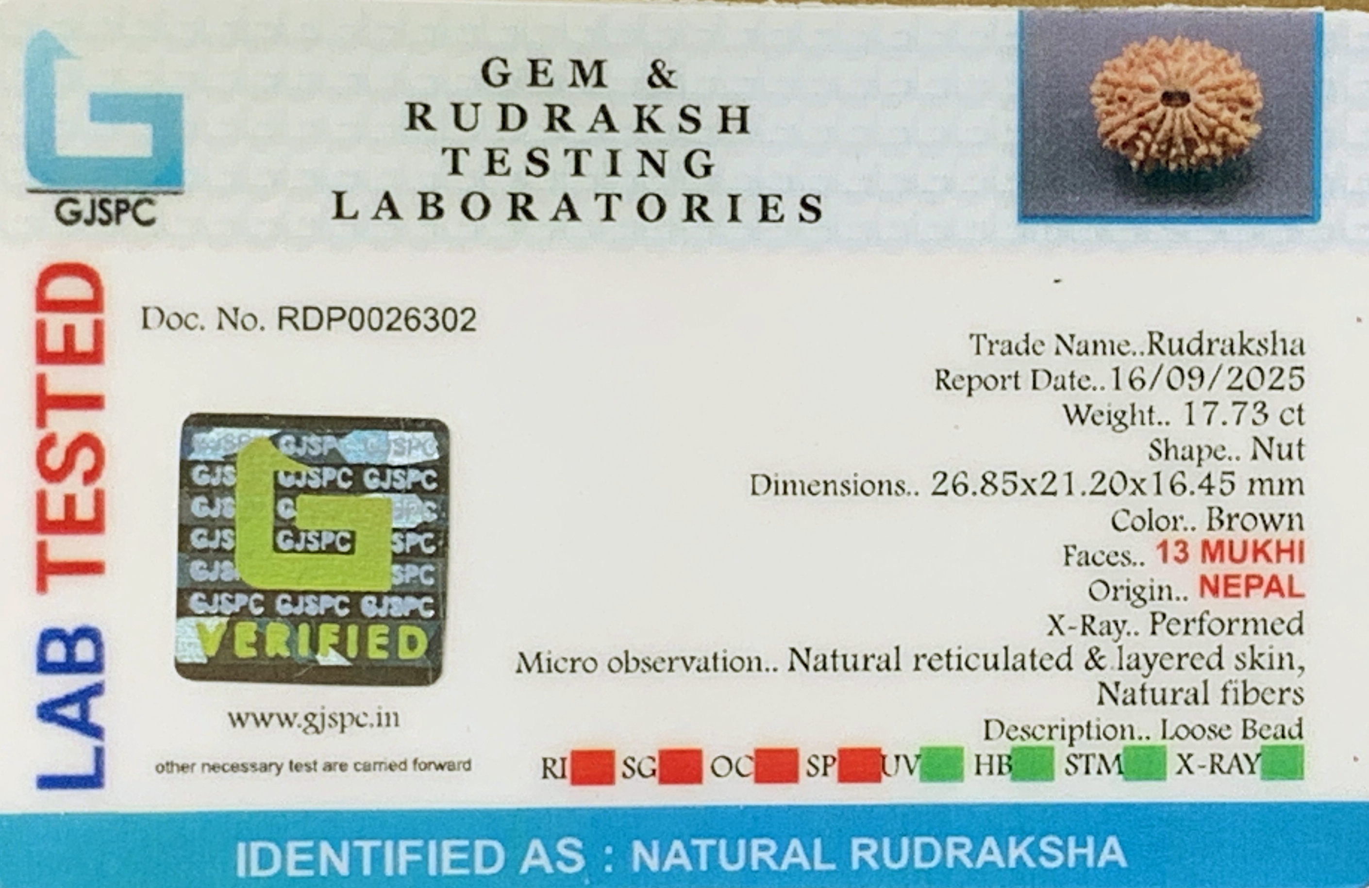13 Mukhi Rudraksha (3.546gm) view 2