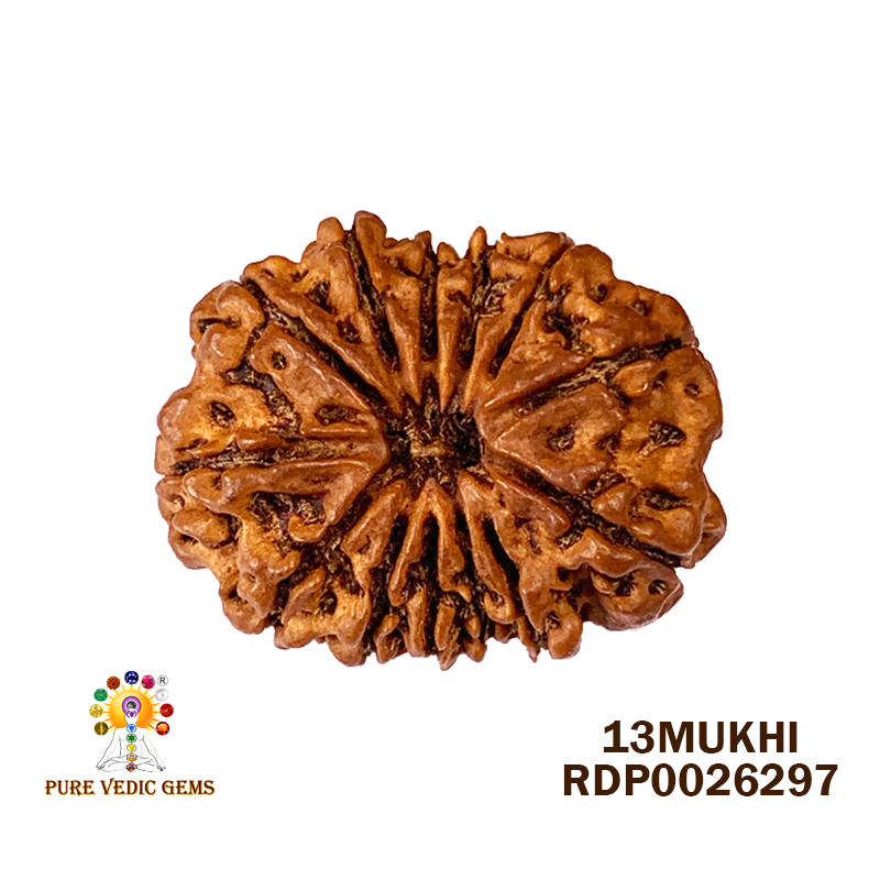 13 Mukhi Rudraksha (2.532gm)