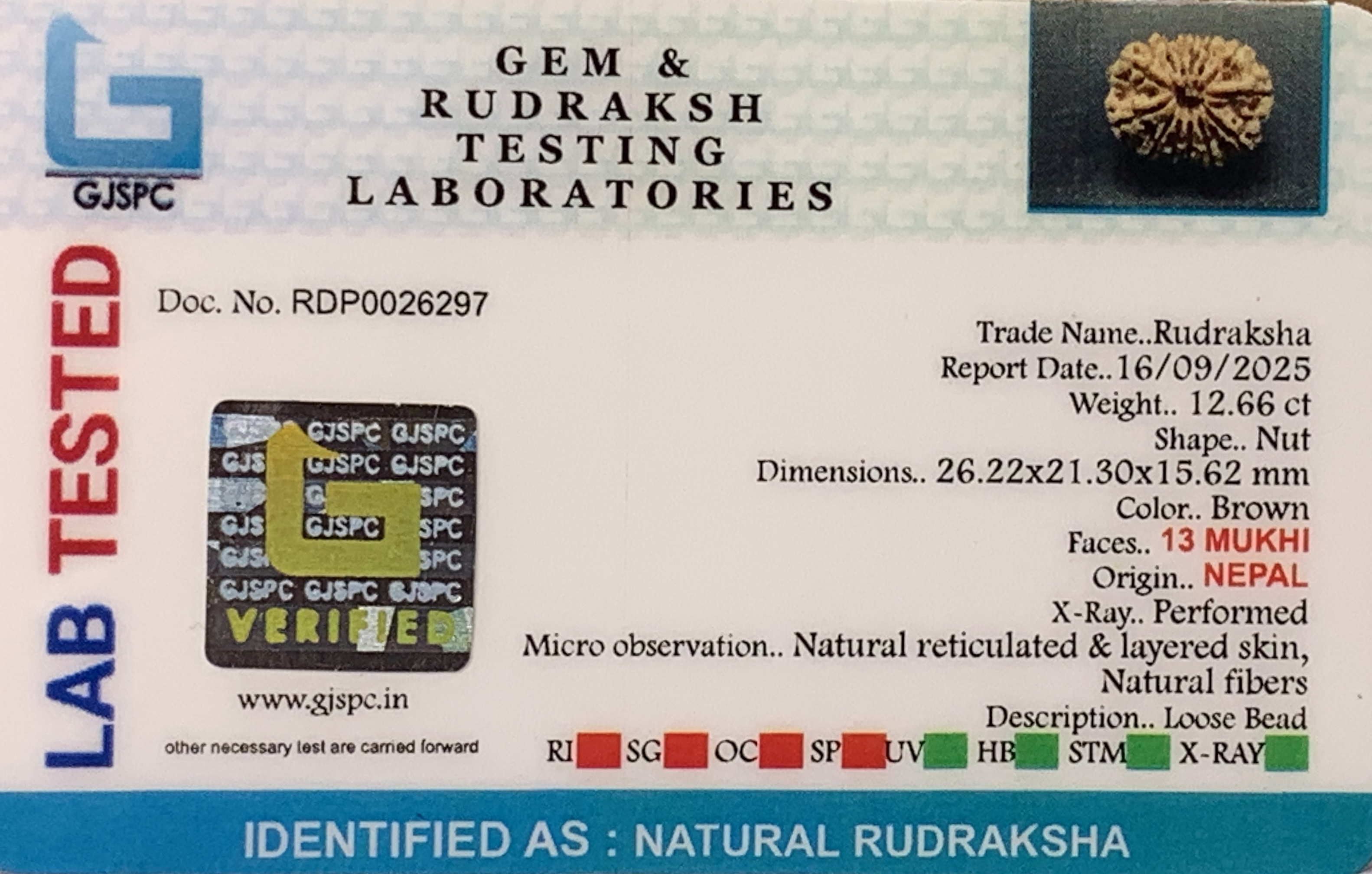 13 Mukhi Rudraksha (2.532gm) view 2