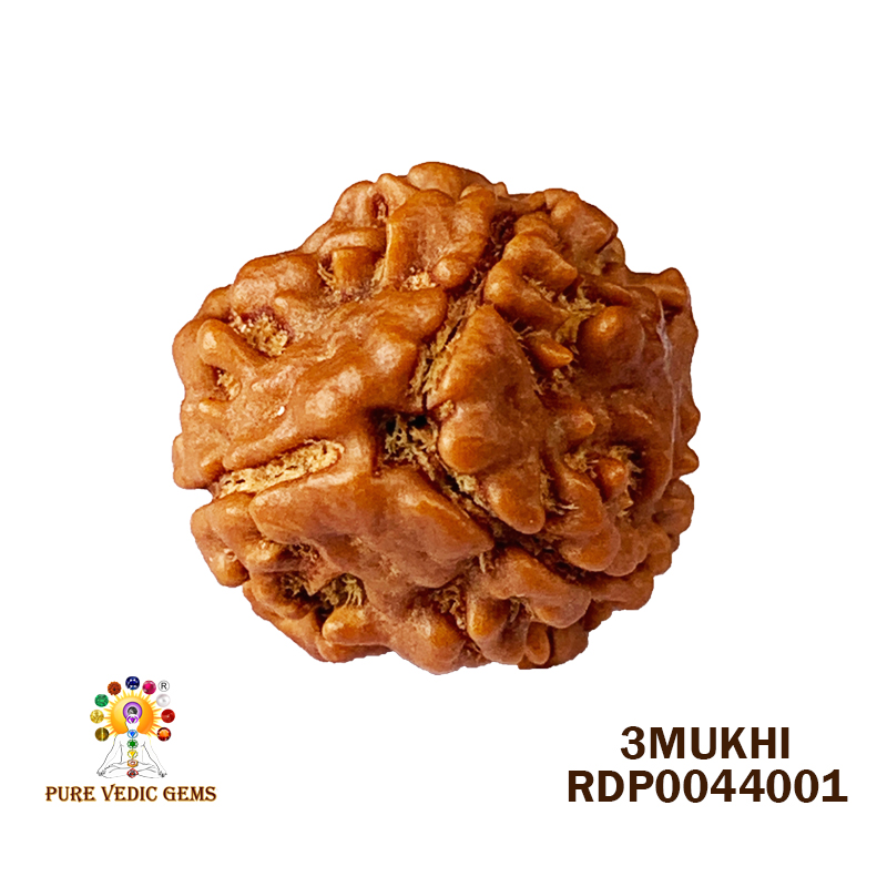 3 Mukhi Rudraksha (1.694gm)