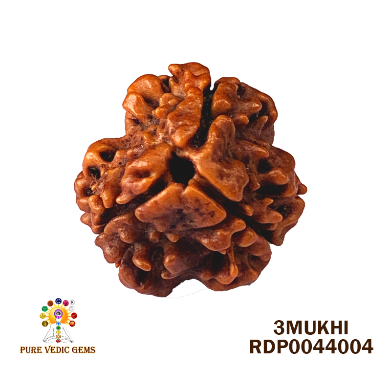 3 Mukhi Rudraksha (1.924gm) — image 1