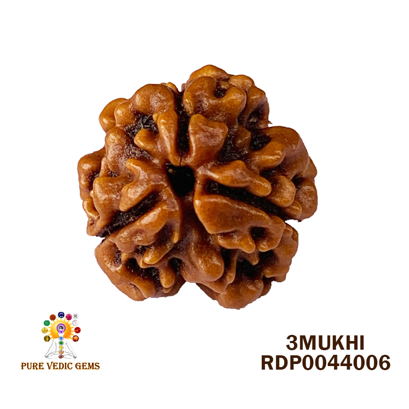 3 Mukhi Rudraksha (1.676gm)