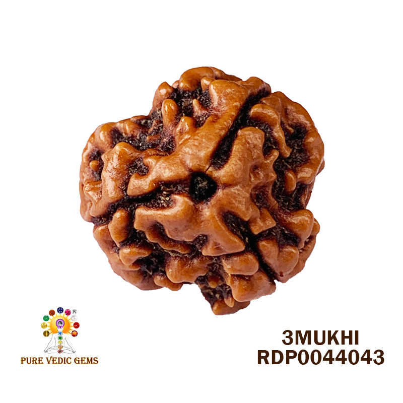 3 Mukhi Rudraksha (2.948gm) — image 1