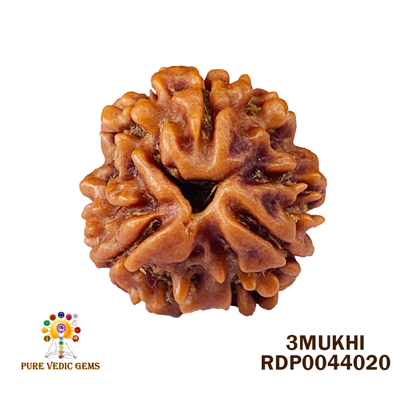 3 Mukhi Rudraksha (1.796gm)