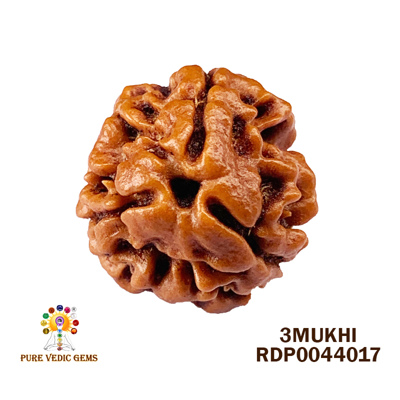 3Mukhi Rudraksha (1.810gm.)
