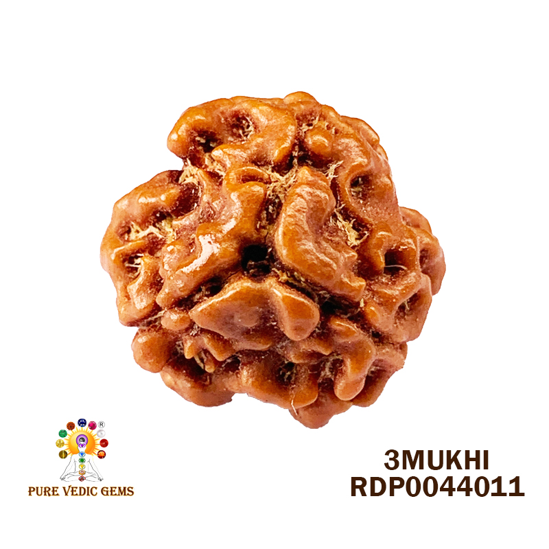 3 Mukhi Rudraksha (2.006gm)
