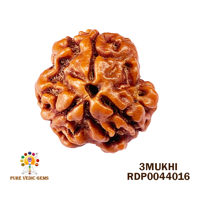 3 Mukhi Rudraksha (1.778gm) — image 1