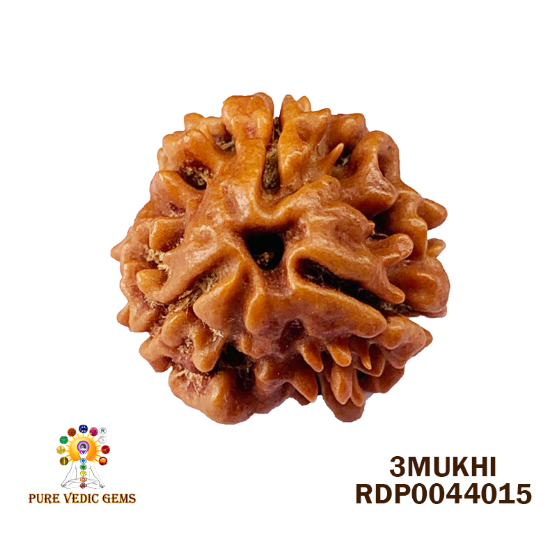 3 Mukhi Rudraksha (1.484gm) — image 1