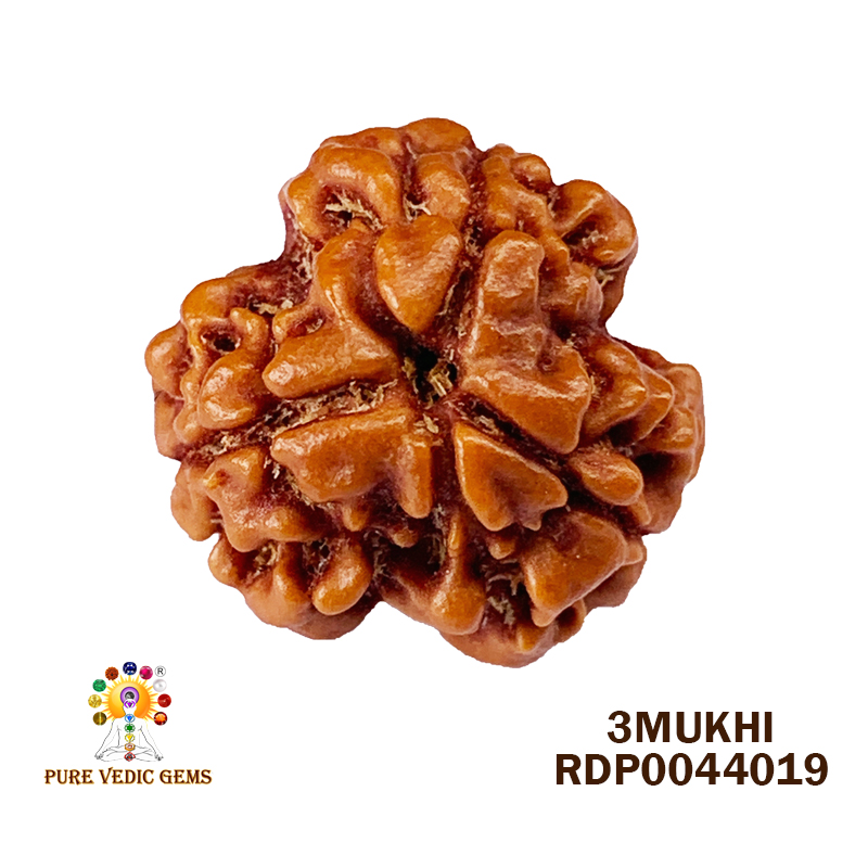 3 Mukhi Rudraksha (1.624gm)