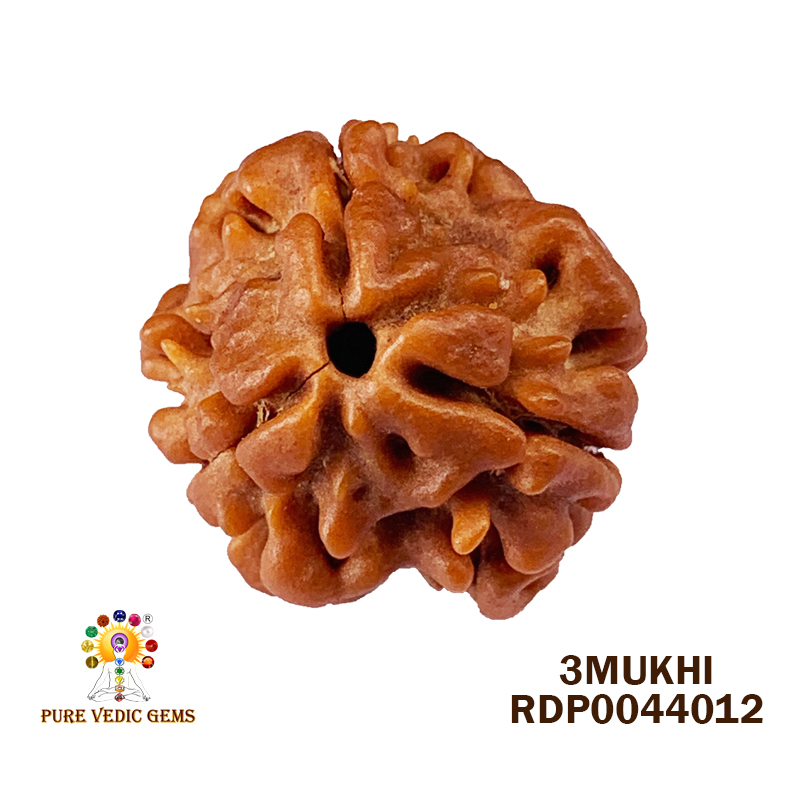 3 Mukhi Rudraksha (1.726gm)