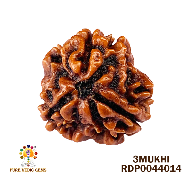 3 Mukhi Rudraksha (1.462gm)
