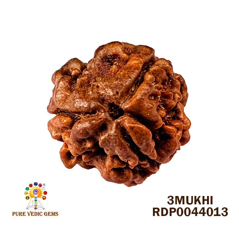3 Mukhi Rudraksha (1.674gm)