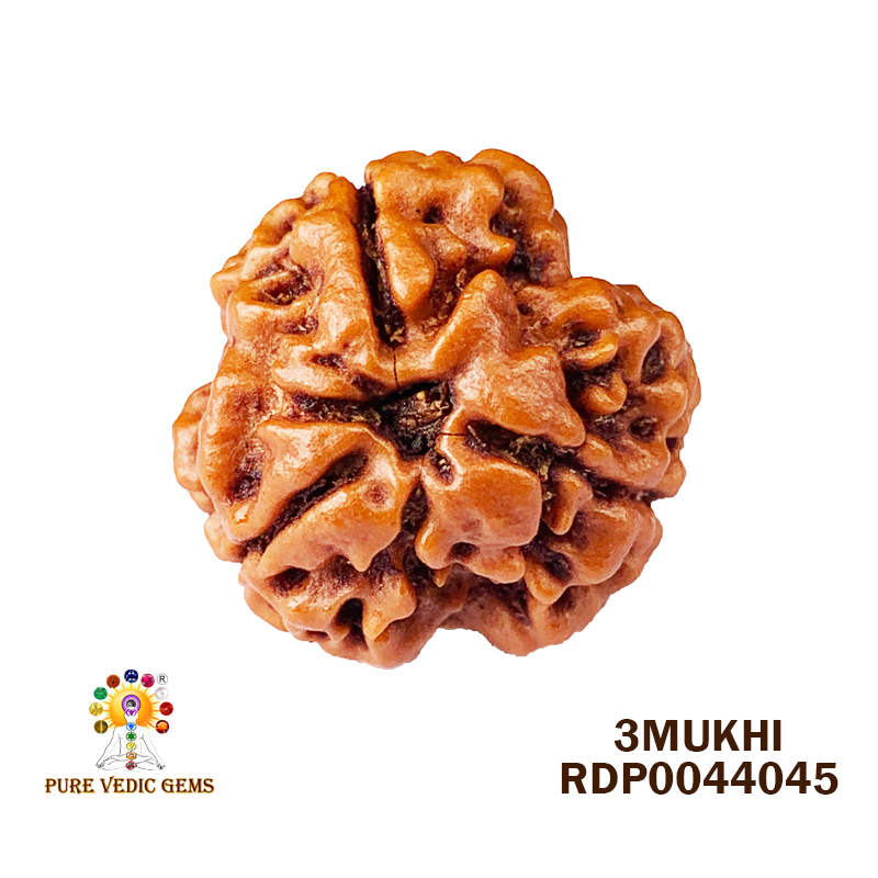 3 Mukhi Rudraksha (2.808gm)