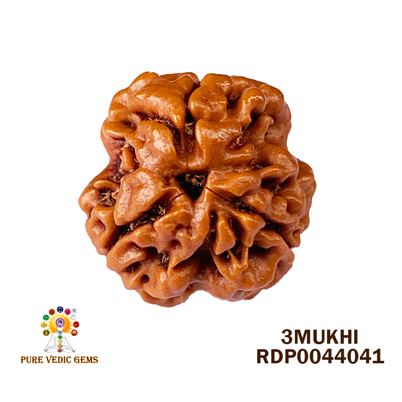 3 Mukhi Rudraksha (2.748gm)