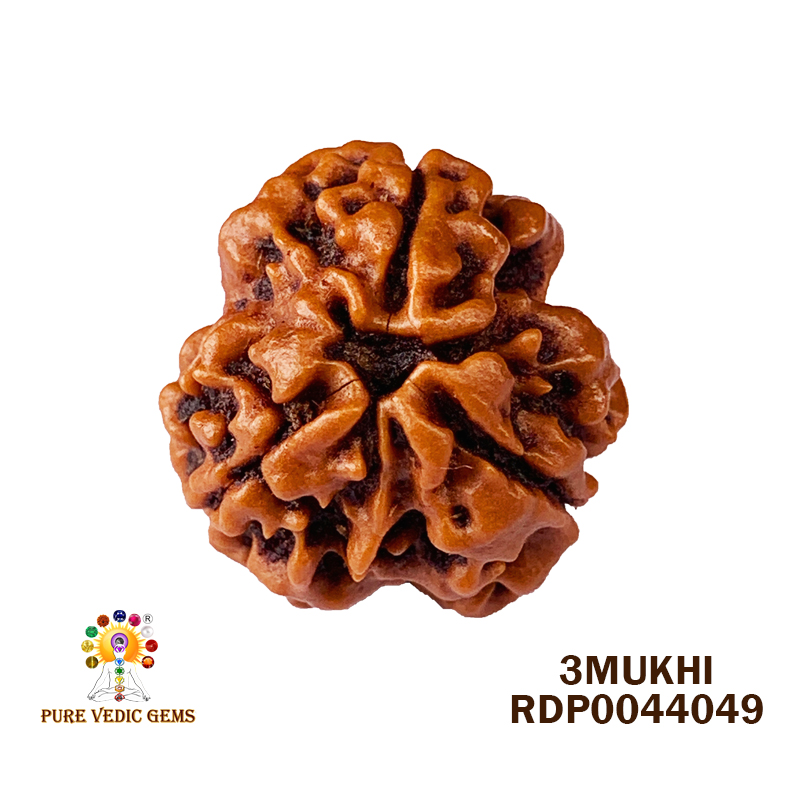 3 Mukhi Rudraksha (2.998gm)
