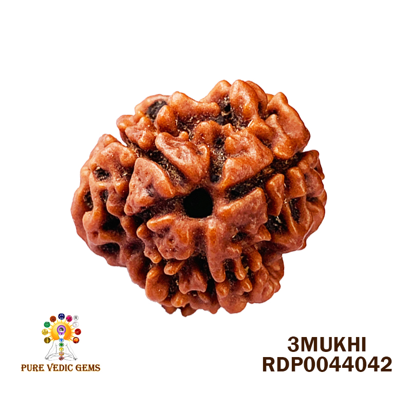 3 Mukhi Rudraksha (2.382gm)