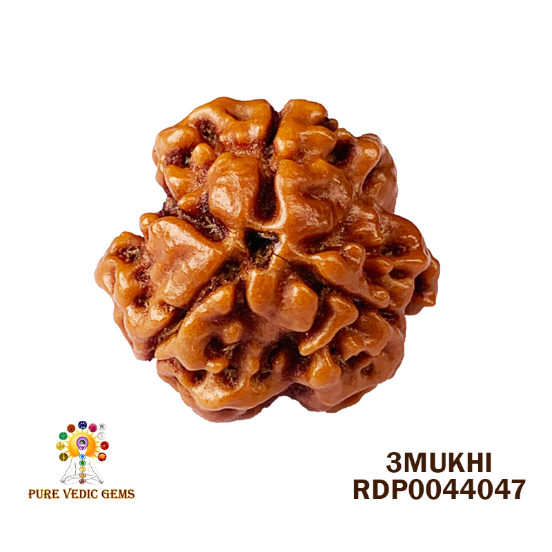 3 Mukhi Rudraksha (2.320gm)
