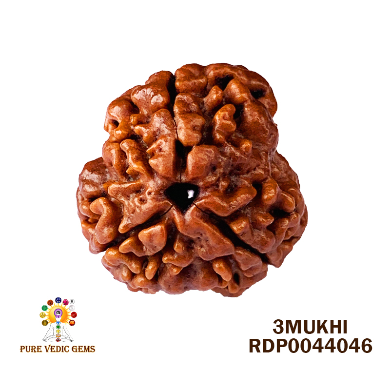 3 Mukhi Rudraksha (2.538gm)