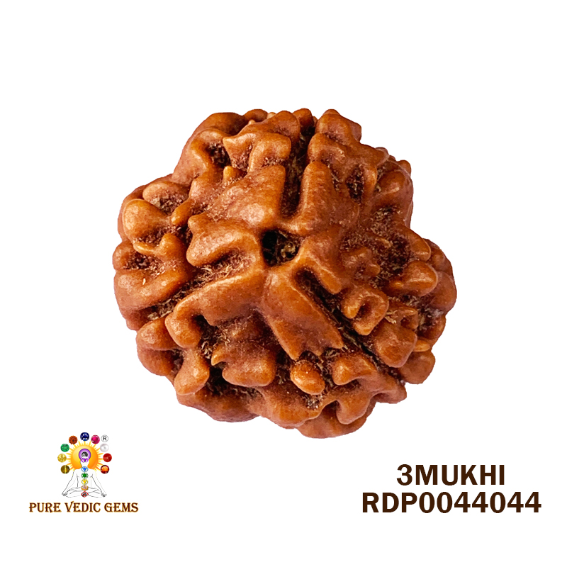3 Mukhi Rudraksha (3.024gm)