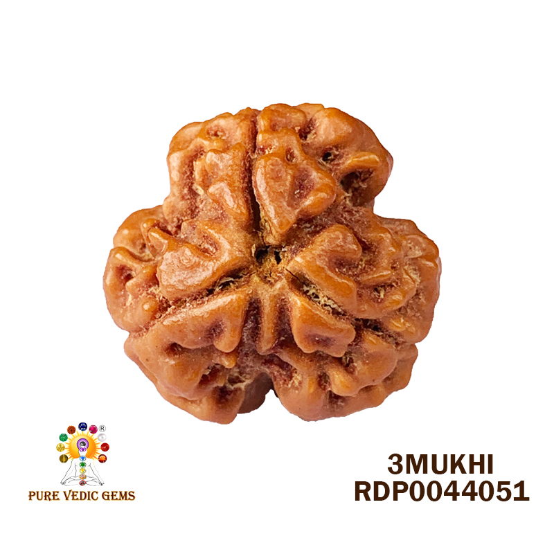 3 Mukhi Rudraksha (2.374gm)