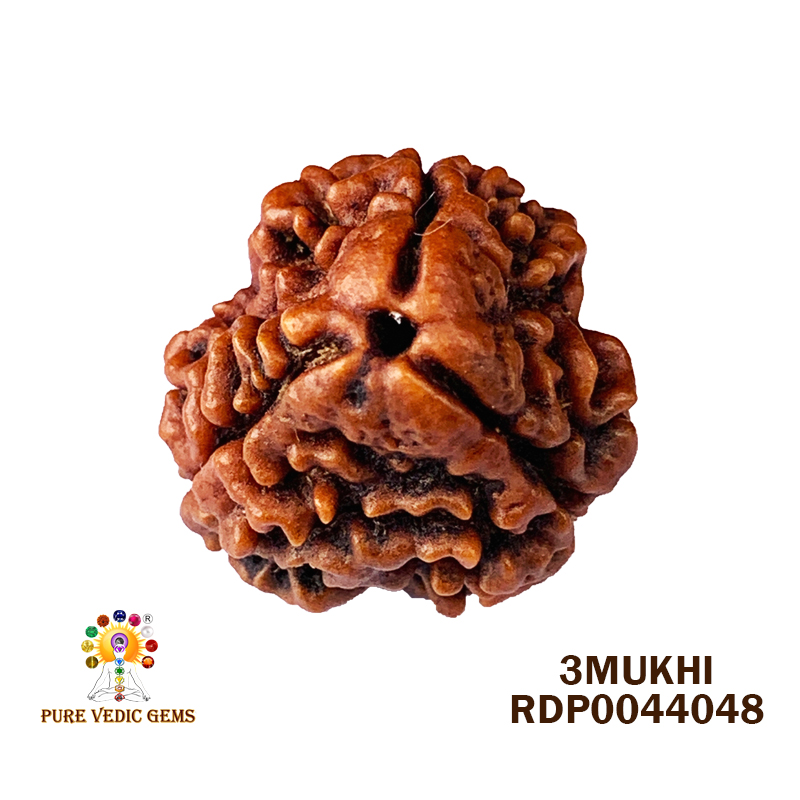 3 Mukhi Rudraksha (2.630gm) — image 1