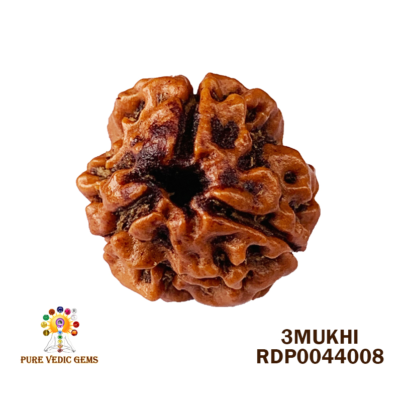3 Mukhi Rudraksha (1.718gm)