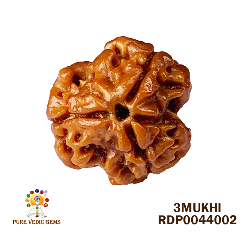 3 Mukhi Rudraksha (1.662gm)