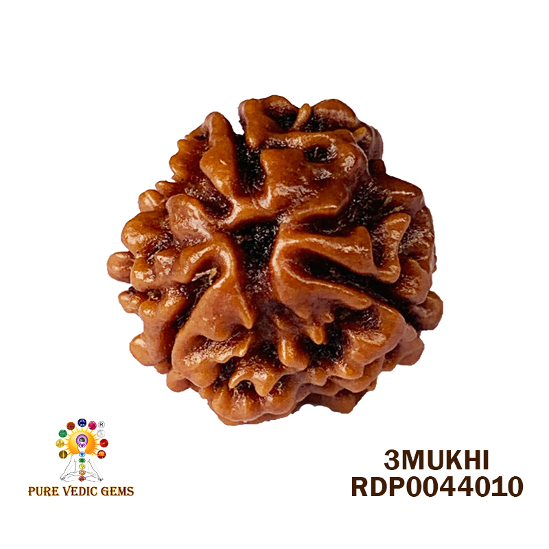 3Mukhi Rudraksha (1.484gm)