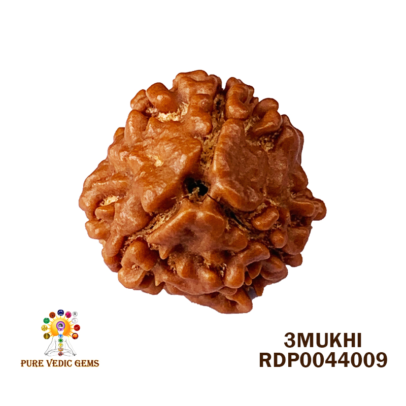 3 Mukhi Rudraksha (1.770gm)