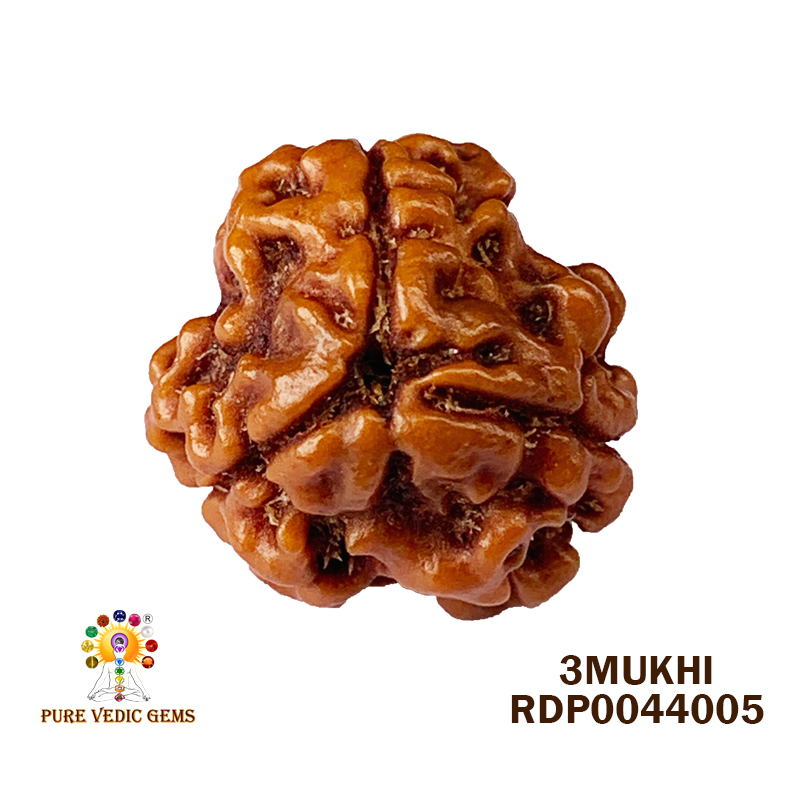 3 Mukhi Rudraksha (1.782gm)