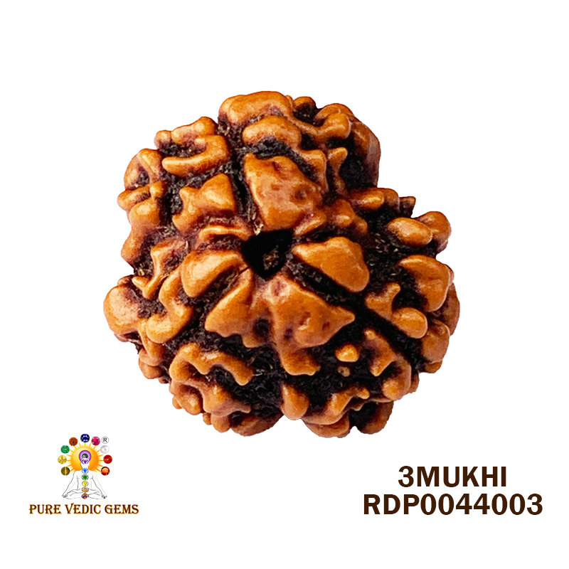 3 Mukhi Rudraksha (2.018gm)
