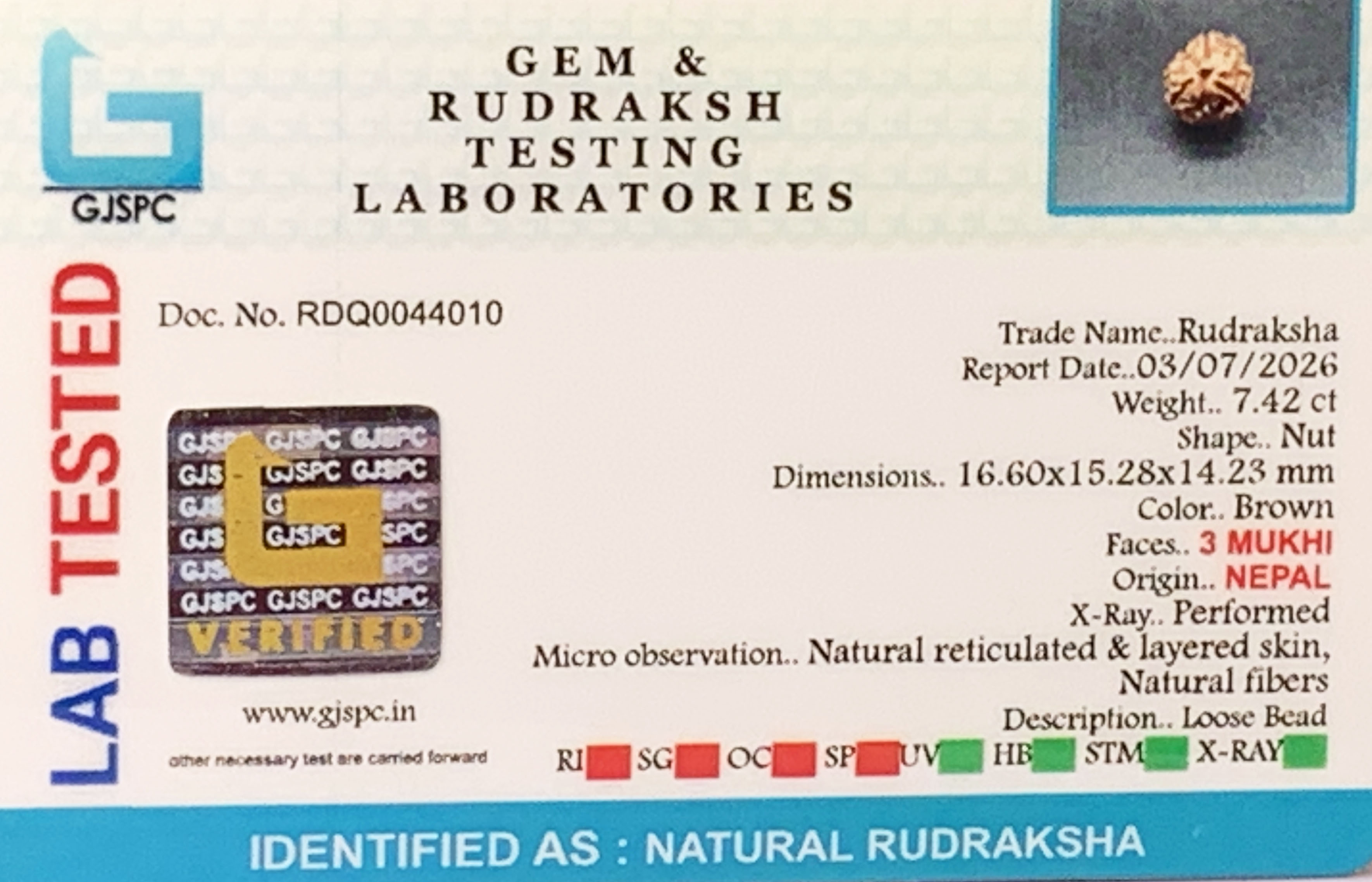 3Mukhi Rudraksha (1.484gm) view 2