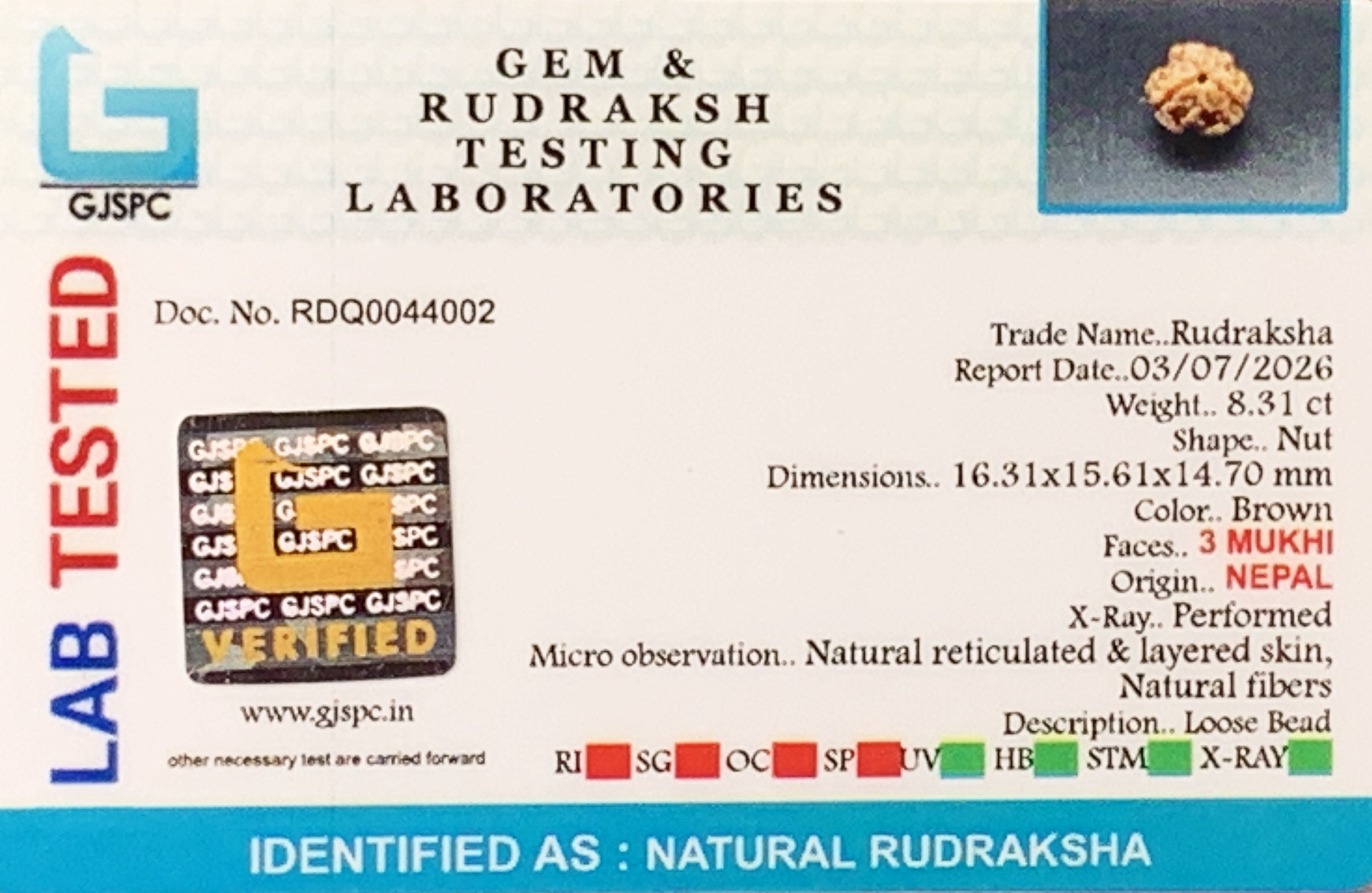 3 Mukhi Rudraksha (1.662gm) view 2