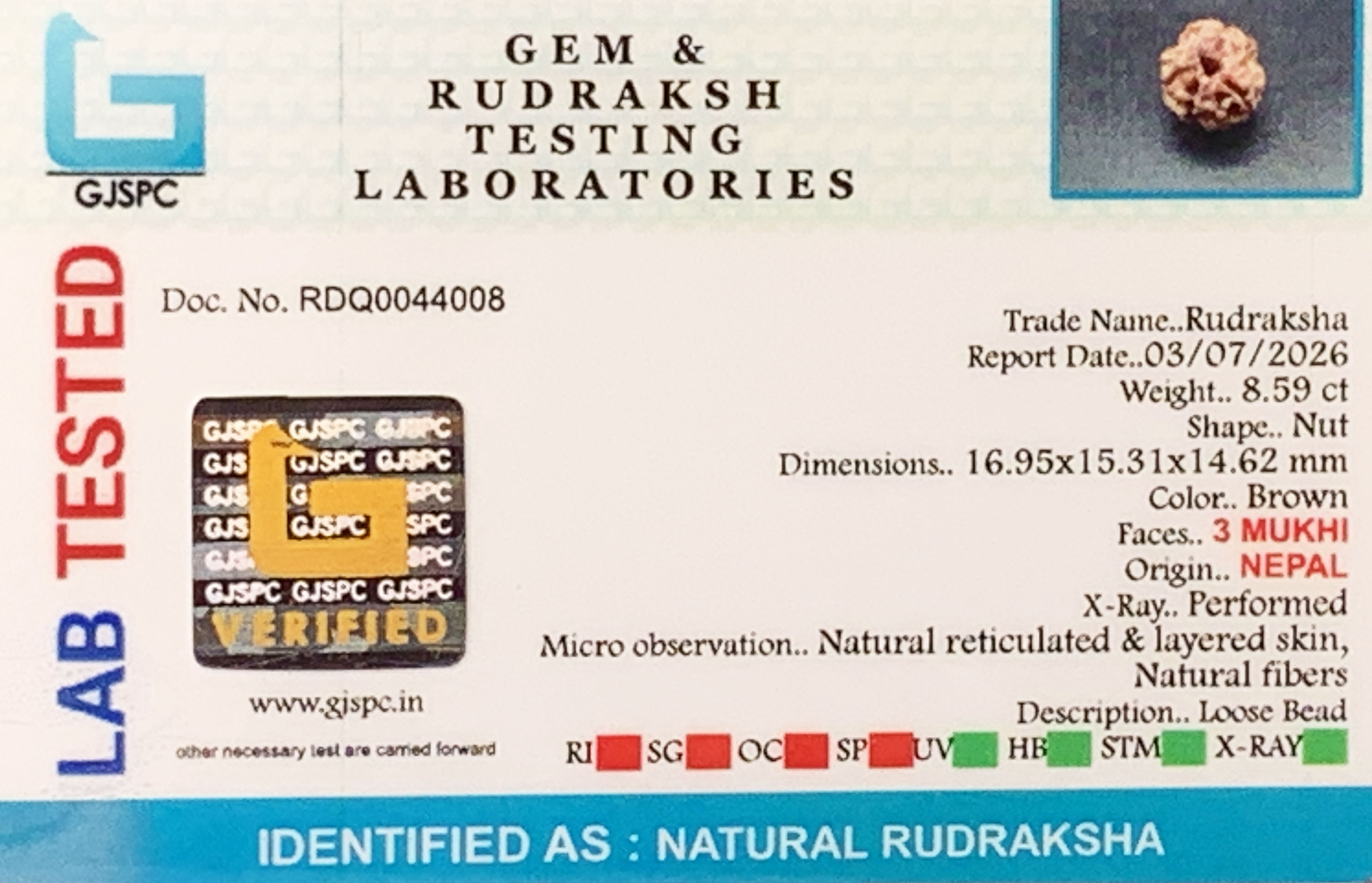 3 Mukhi Rudraksha (1.718gm) view 2