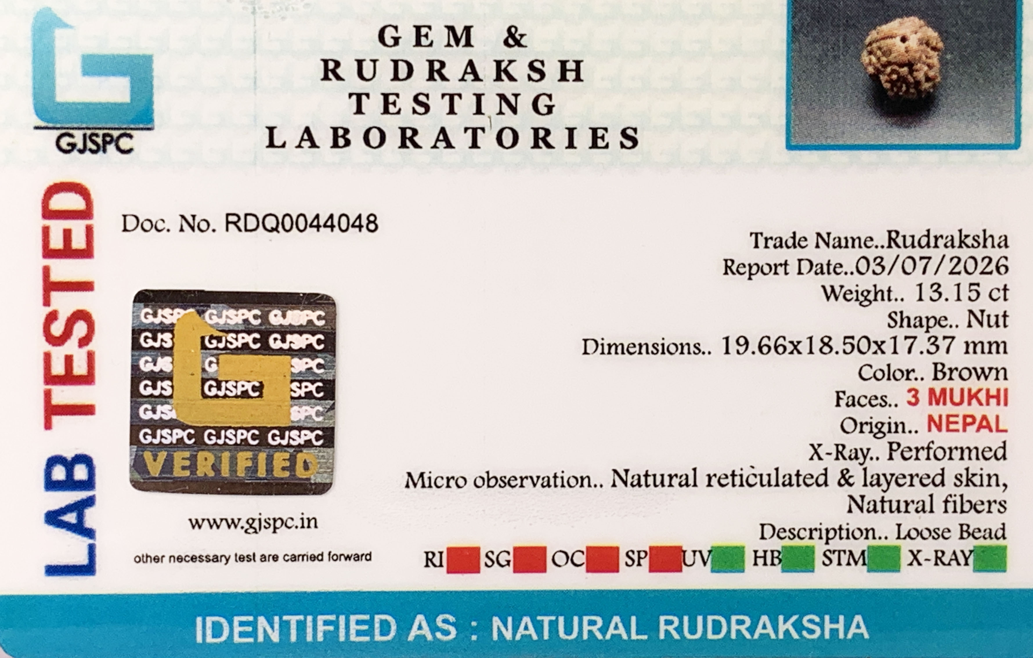 3 Mukhi Rudraksha (2.630gm) view 2