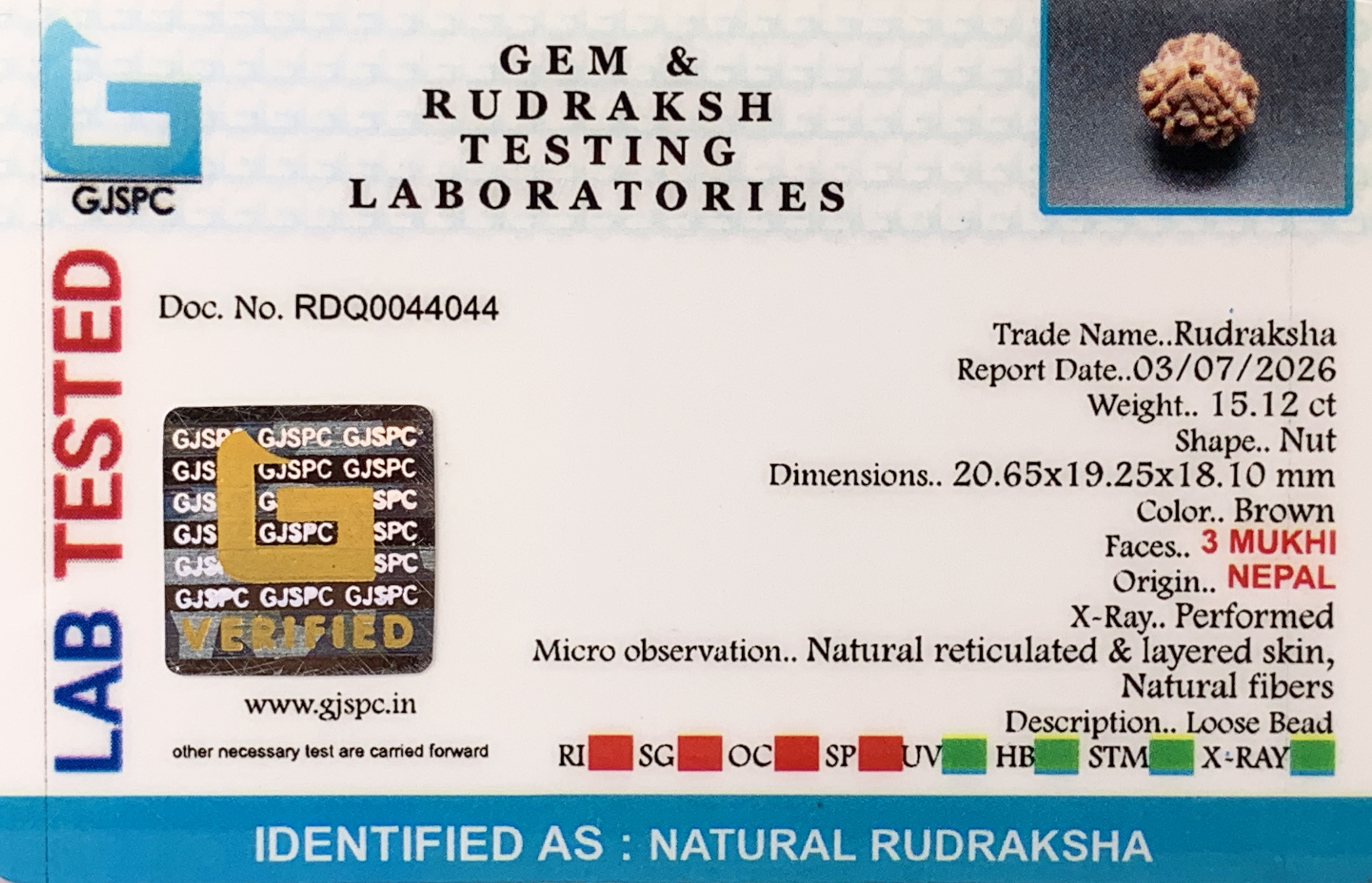 3 Mukhi Rudraksha (3.024gm) view 2