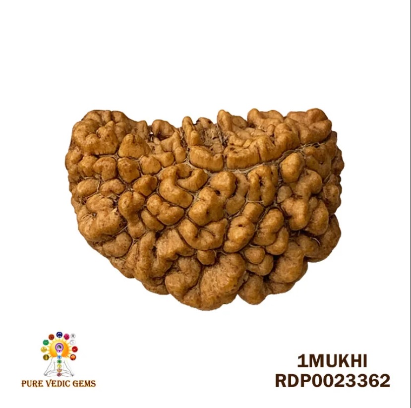 1 Mukhi Rudraksha (3.944gm) — image 1