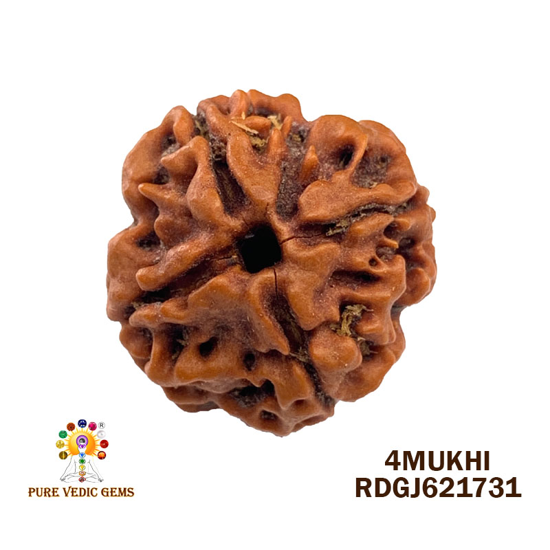 4 Mukhi Rudraksha (2.920gm)