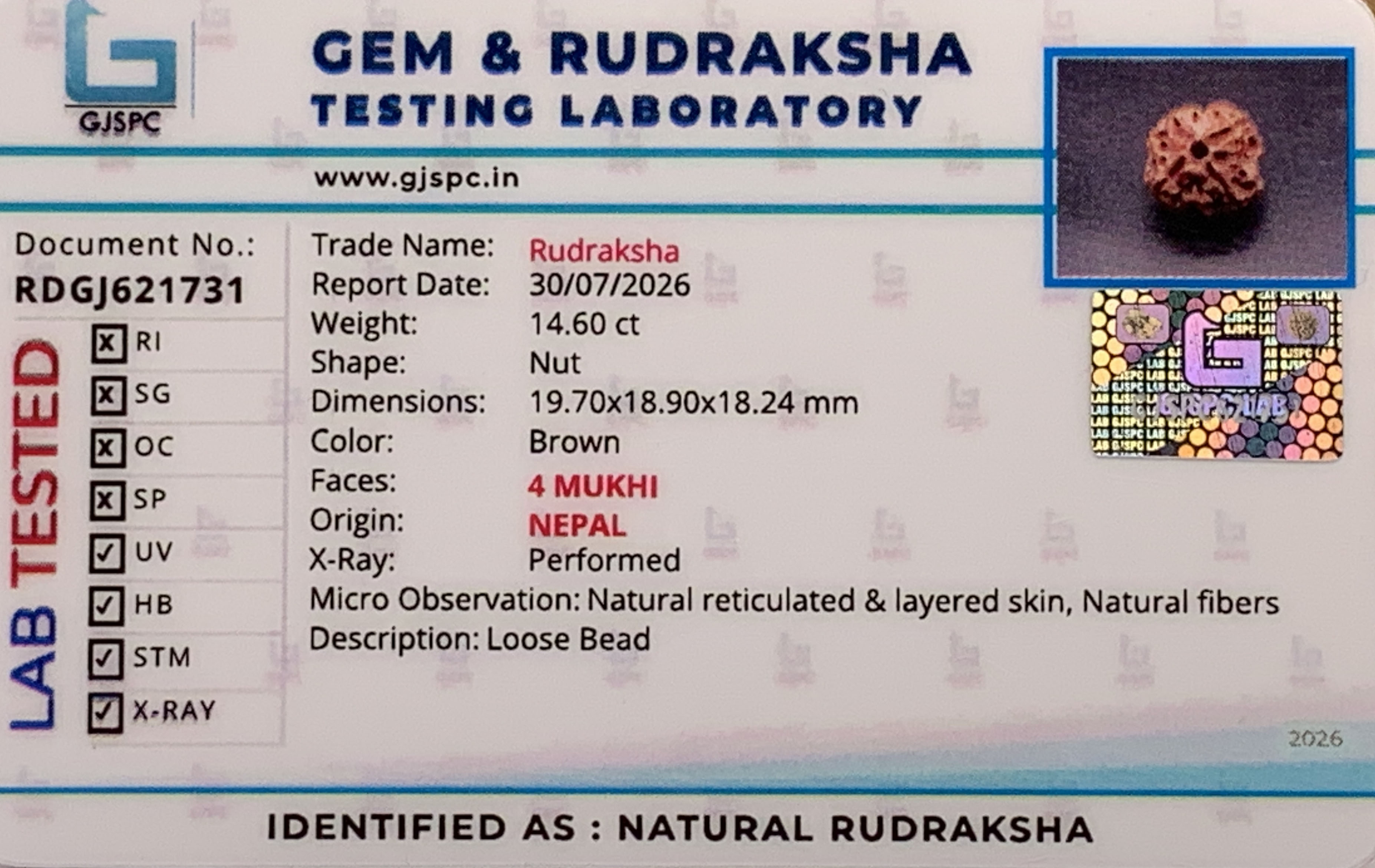 4 Mukhi Rudraksha (2.920gm) view 2