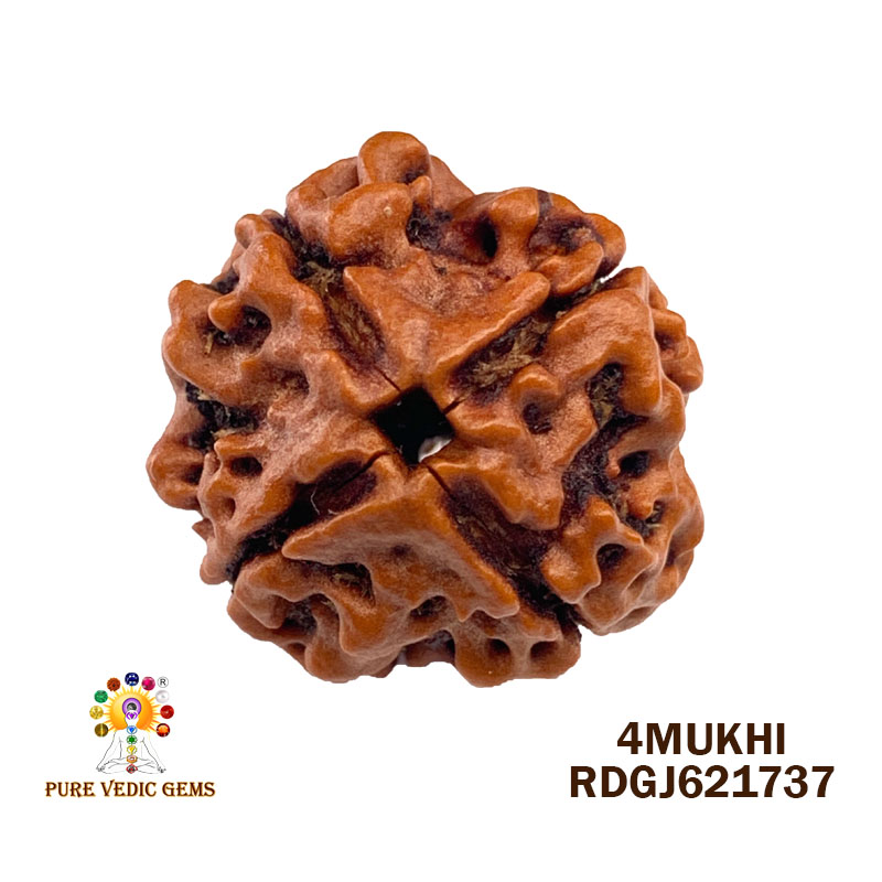 4 Mukhi Rudraksha (3.332gm)