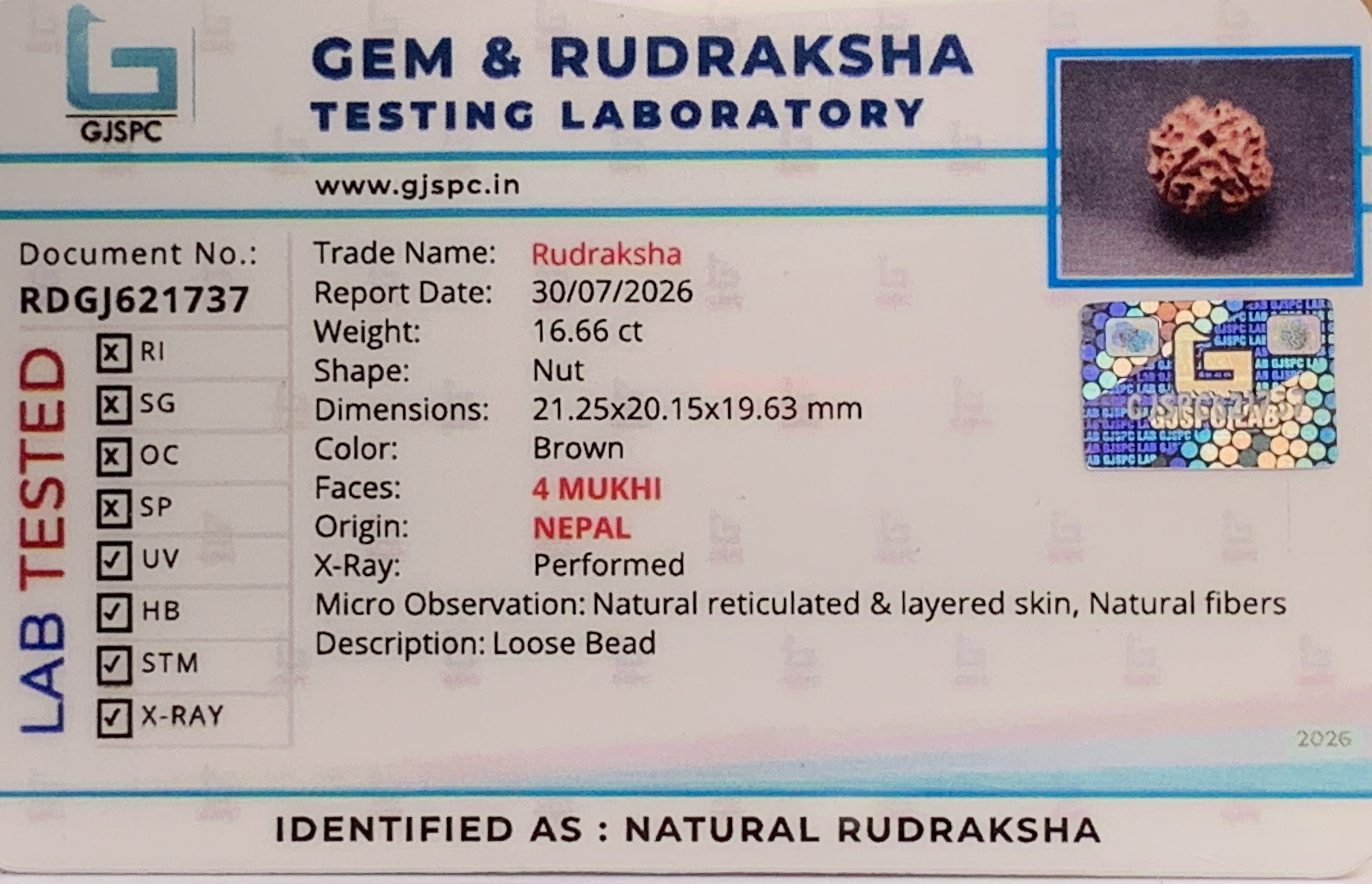 4 Mukhi Rudraksha (3.332gm) view 2