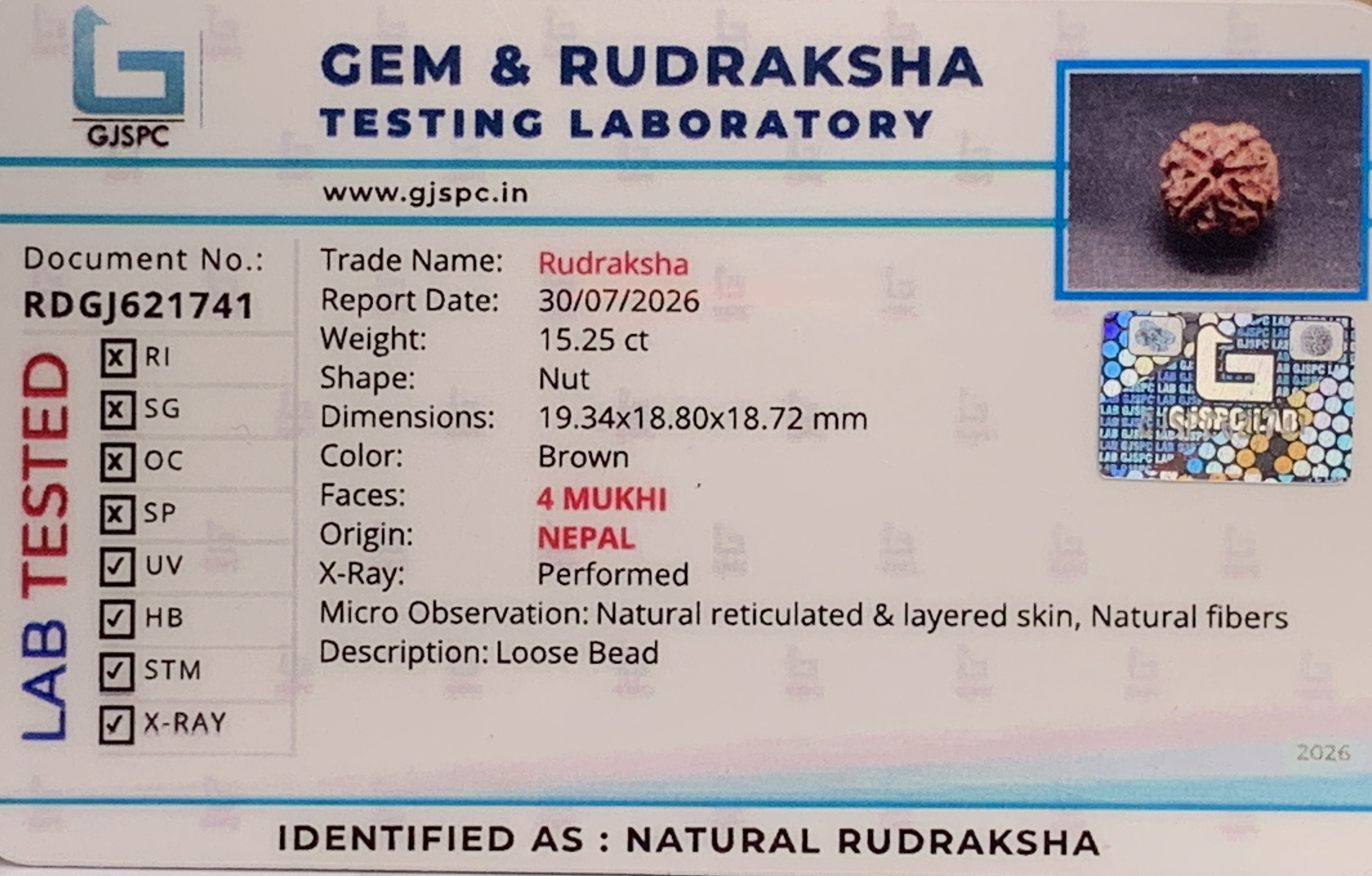 4 Mukhi Rudraksha (3.050gm) view 2