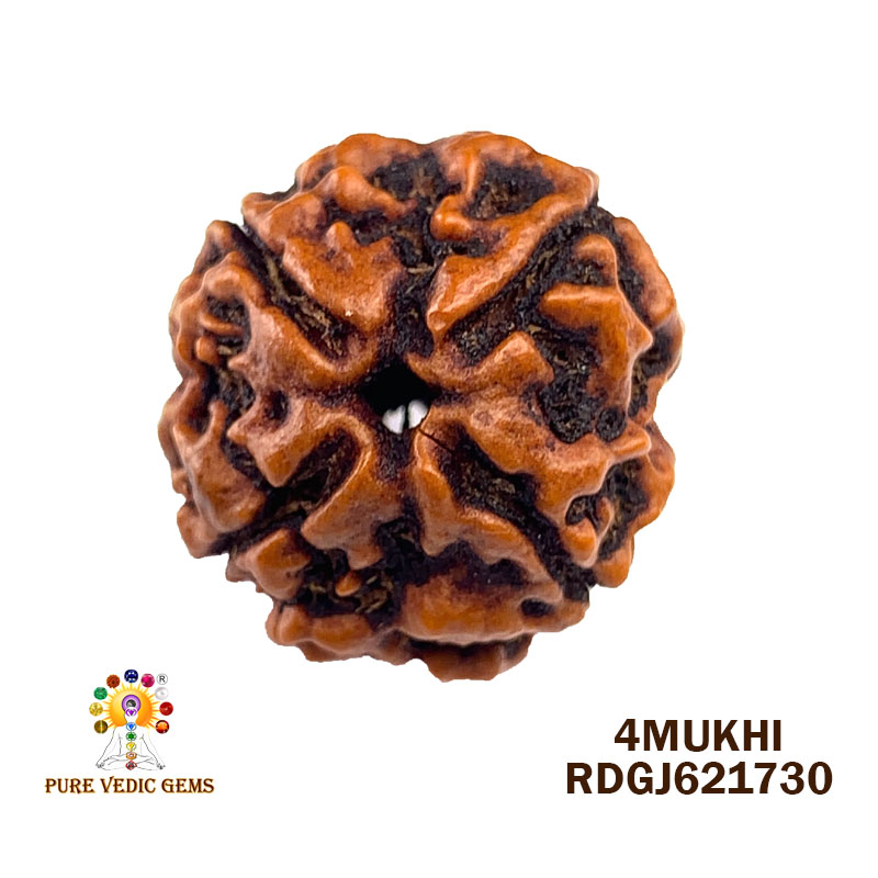 4 Mukhi Rudraksha (3.052gm)