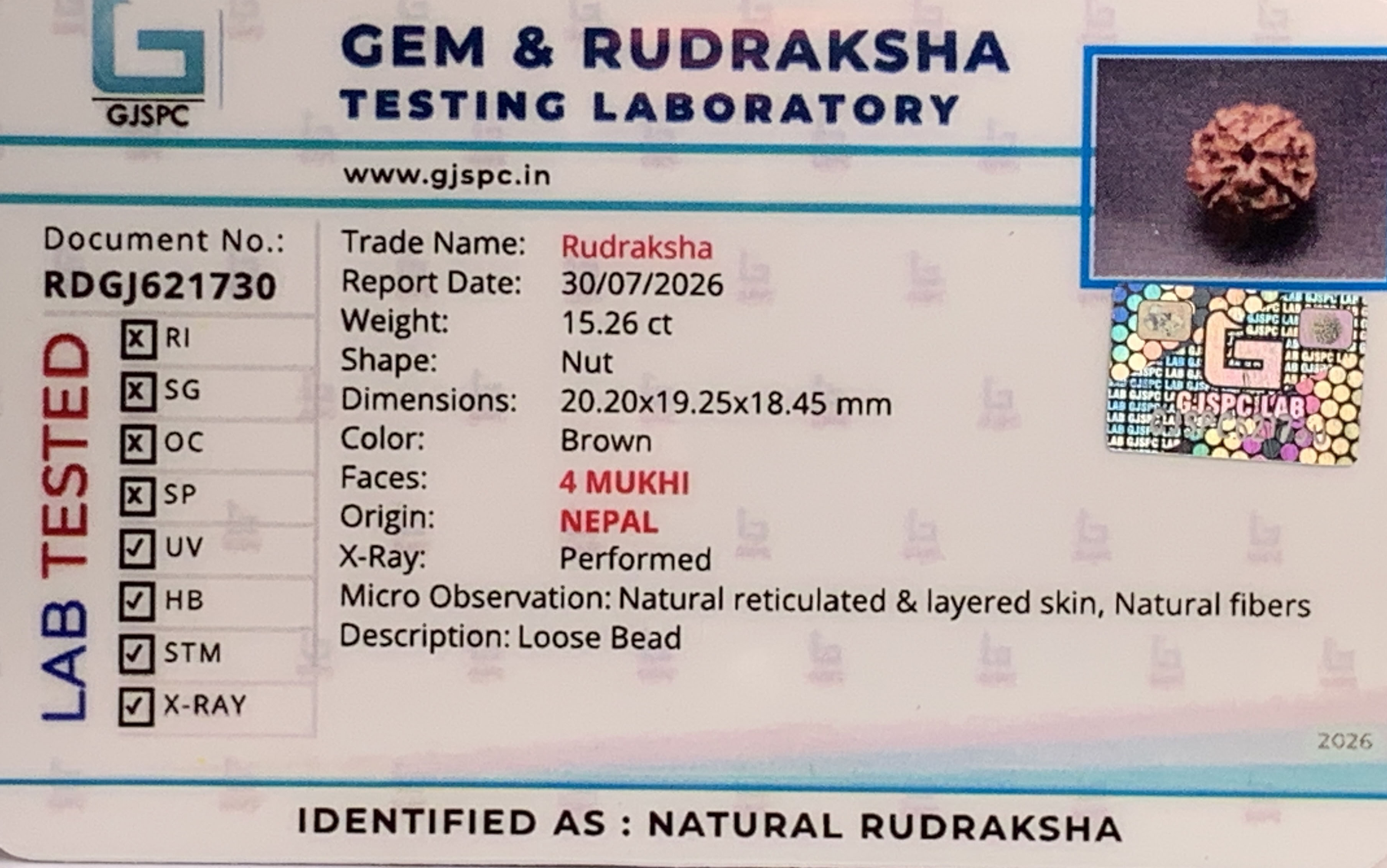 4 Mukhi Rudraksha (3.052gm) view 2