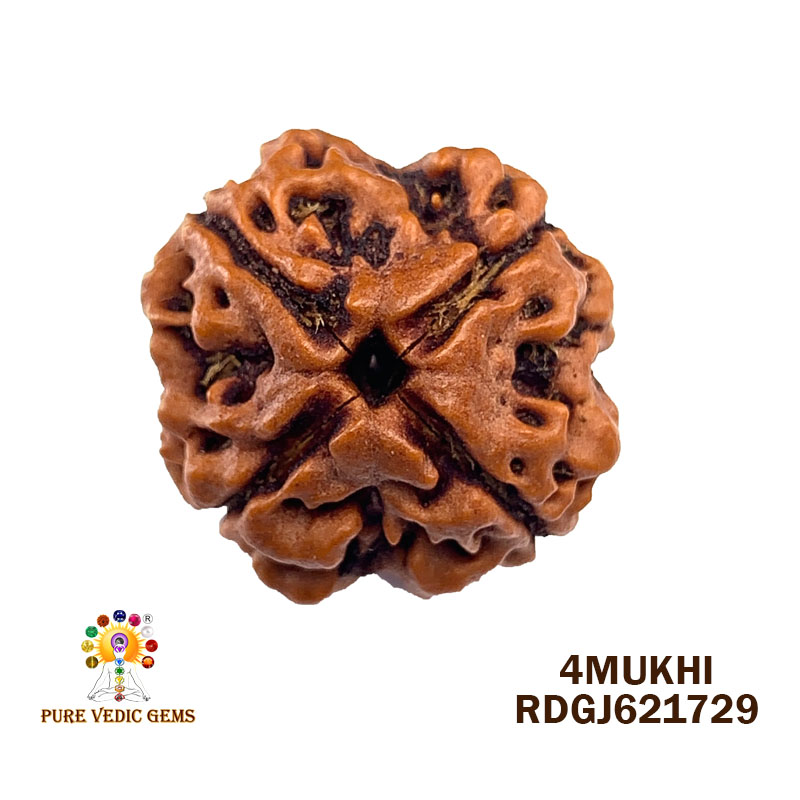 4 Mukhi Rudraksha (3.296gm)