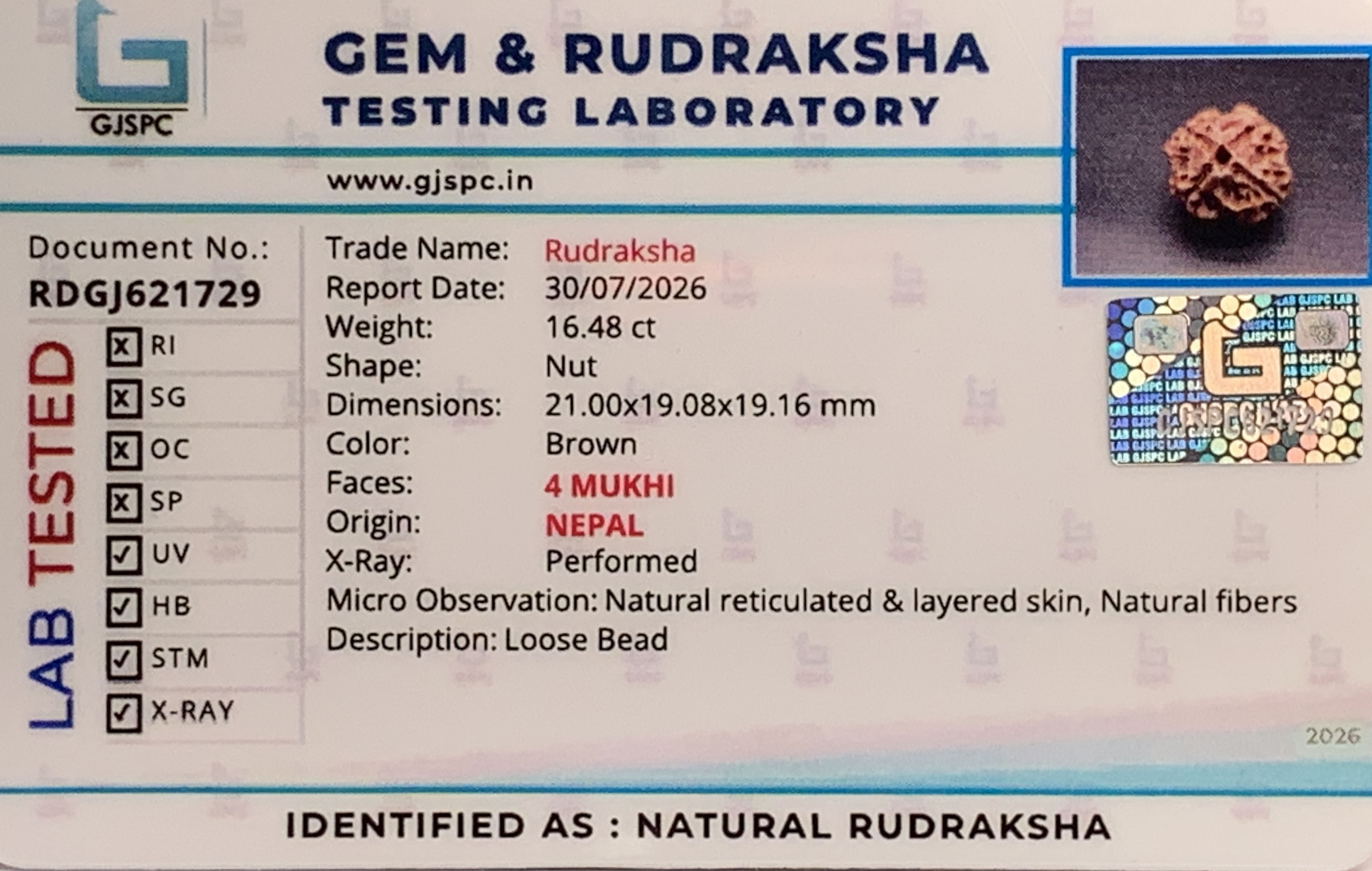 4 Mukhi Rudraksha (3.296gm) view 2