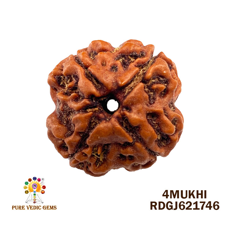 4 Mukhi Rudraksha (2.946gm)