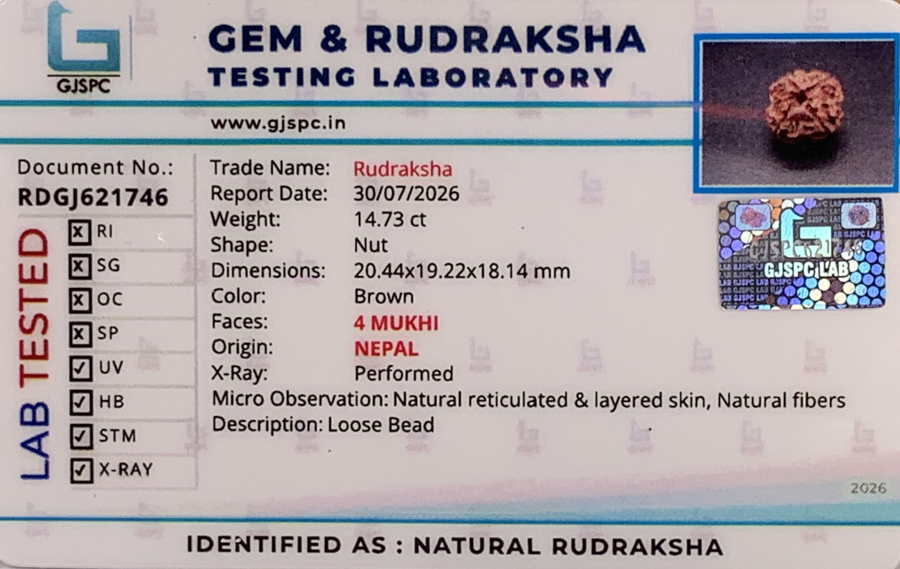 4 Mukhi Rudraksha (2.946gm) view 2