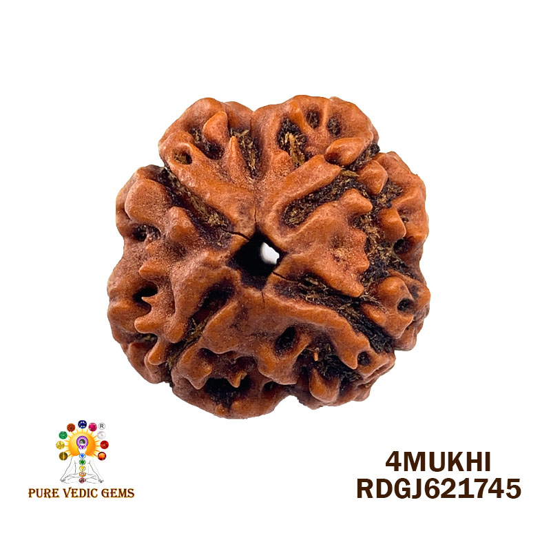 4Mukhi Rudraksha (3.296gm)